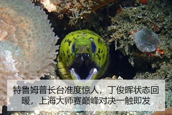 特鲁姆普长台准度惊人，丁俊晖状态回暖，上海大师赛巅峰对决一触即发
